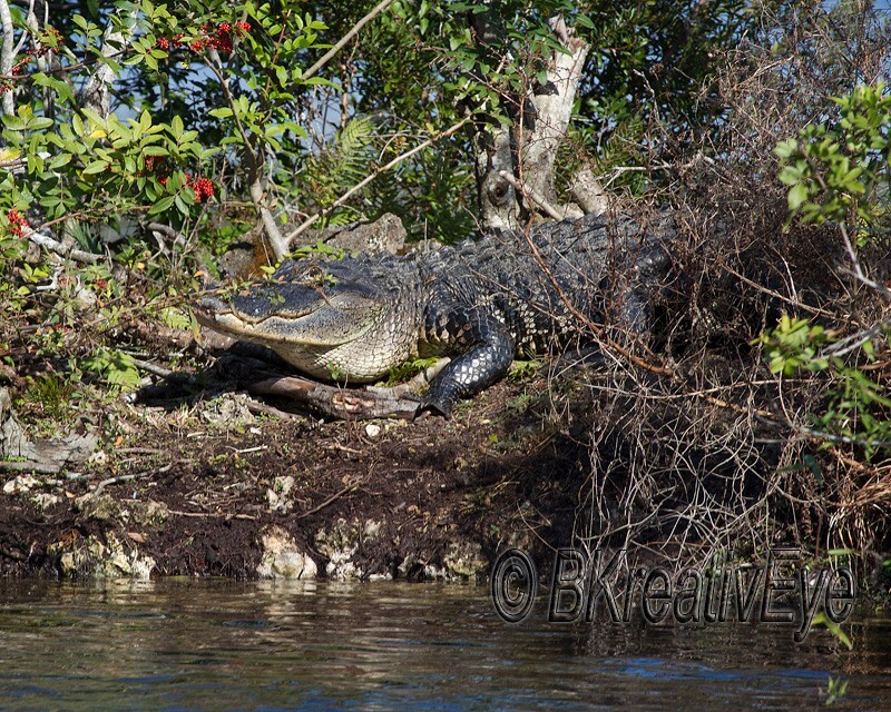 AnimalsCreatures 183 - Alligators