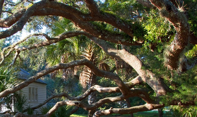 Trees  _0033 - Trees