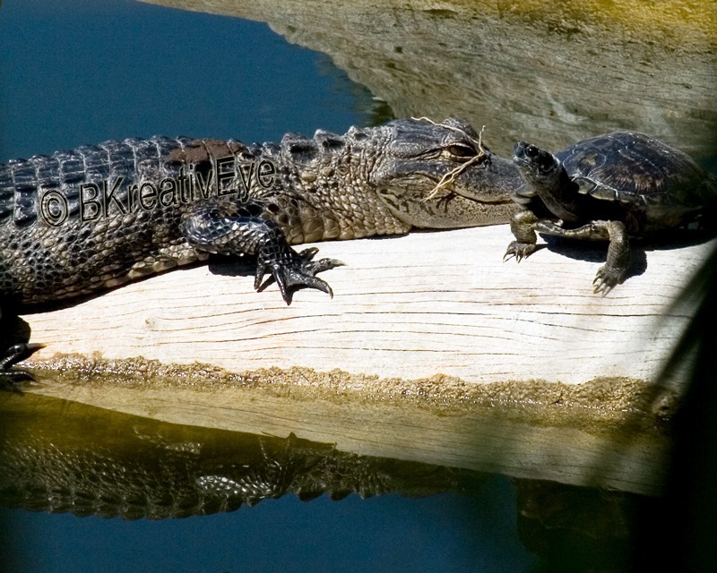 AnimalsCreatures 002 - Alligators