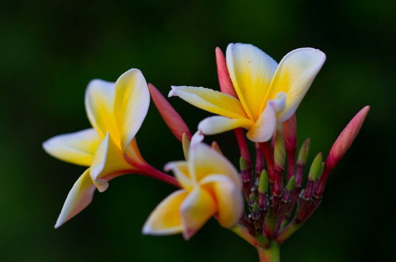 Floral_0050 - Floral - Plants