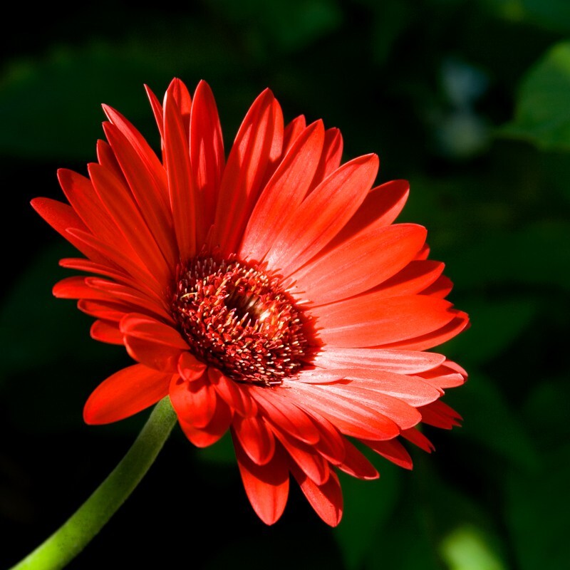 Floral_0155 - Floral - Plants