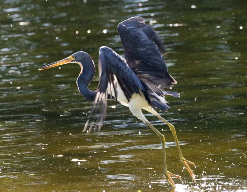 Tri-Colored-Heron _0050 - Tri-Colored Heron