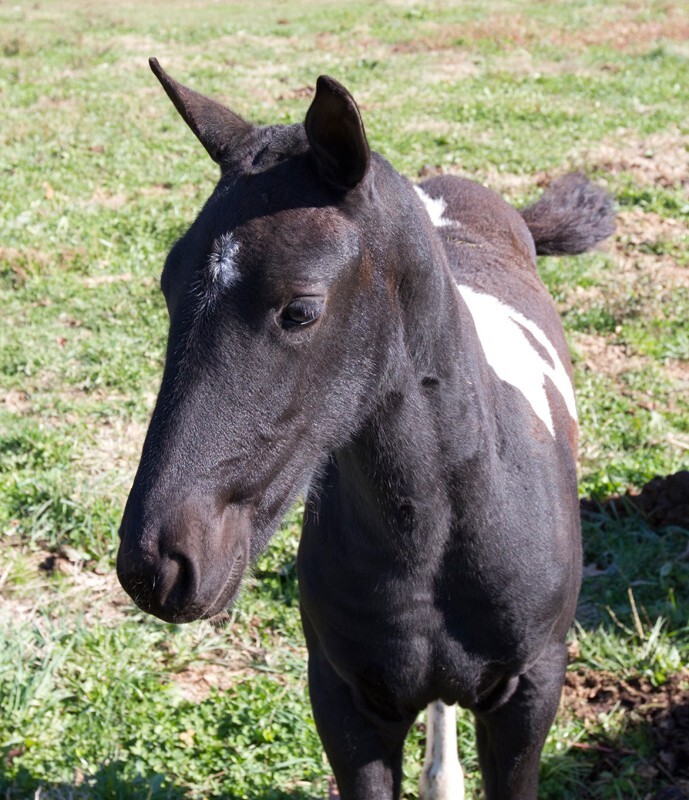 AnimalsCreatures _0015 - Animals, Creatures