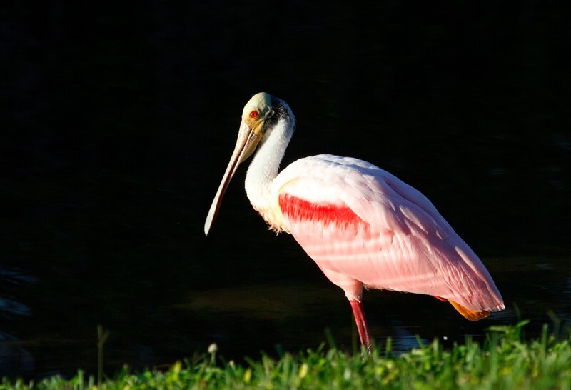Roseate Spoonbil _0003 - Roseate Spoonbill