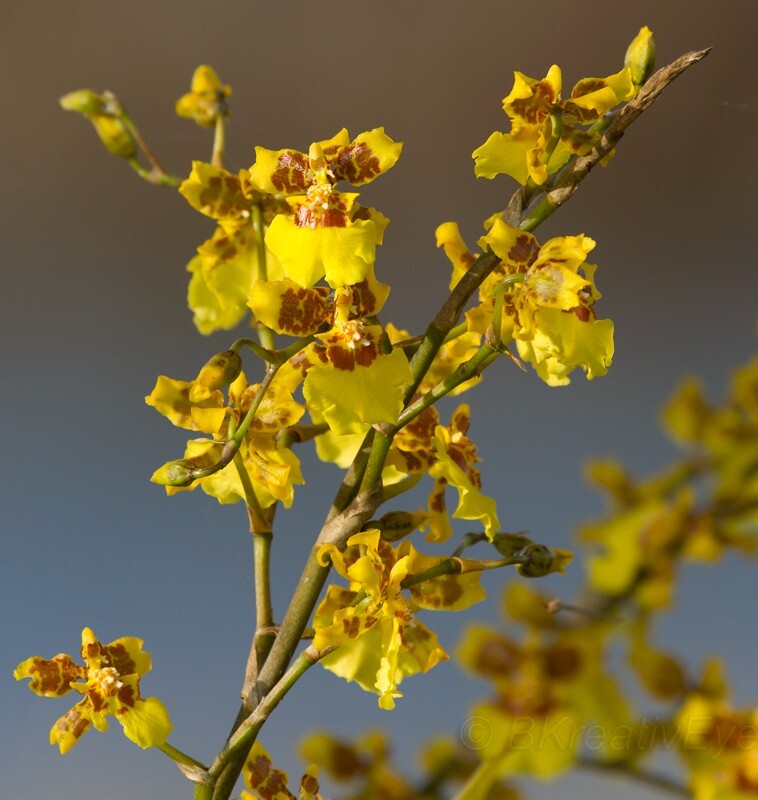 Floral 188 - Floral - Plants
