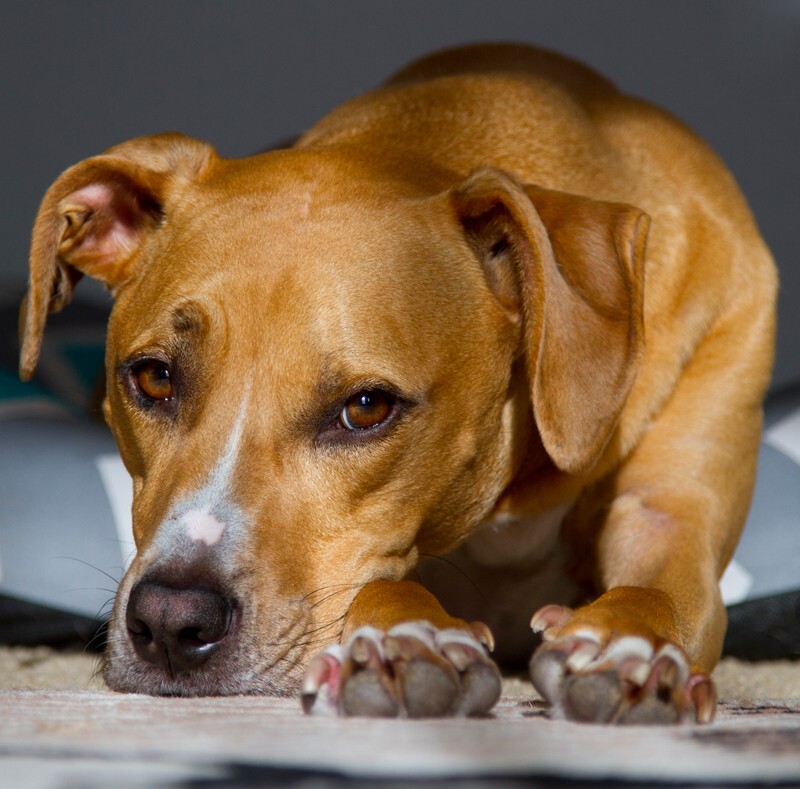 AnimalsCreatures _0074 - Animals, Creatures