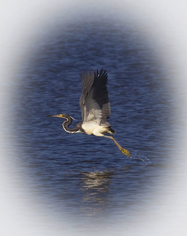 Tricolored Heron _0009 - Tri-Colored Heron