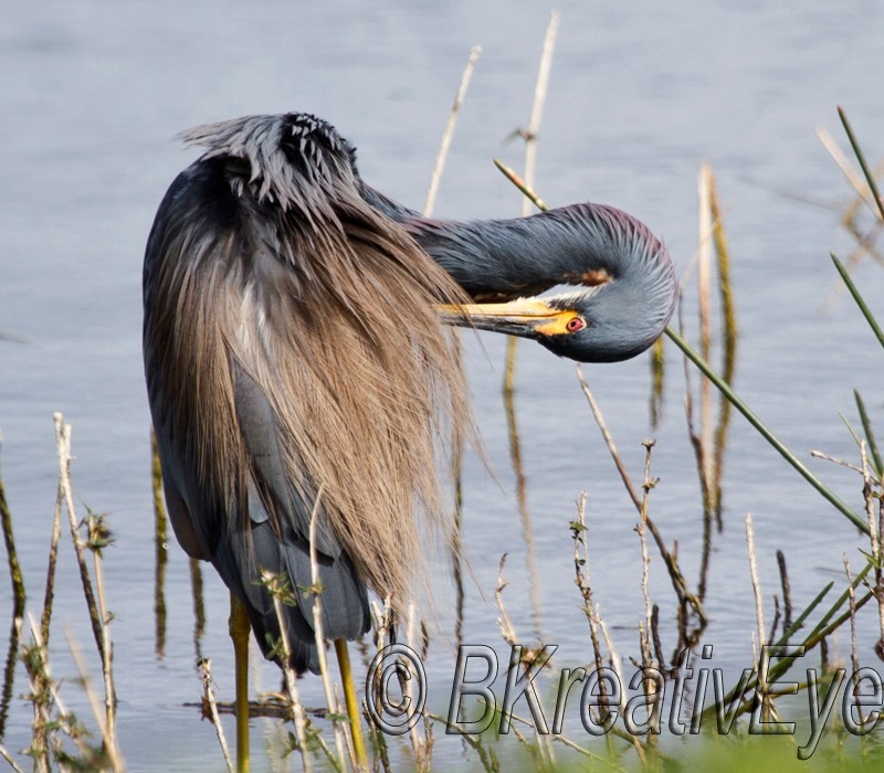 Birds 233 - Birds