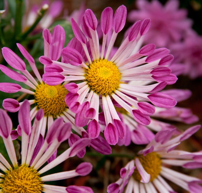 Floral_0003 - Floral - Plants