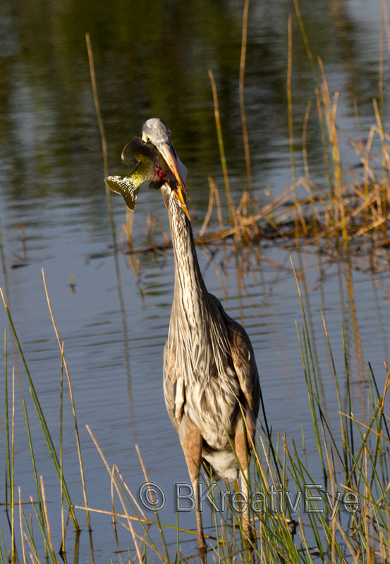 BH Birds 134 - Great Blue Heron