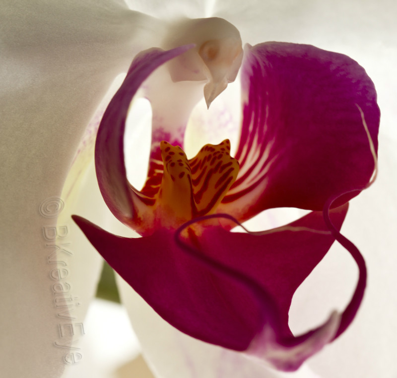 Floral 106 - Floral - Plants