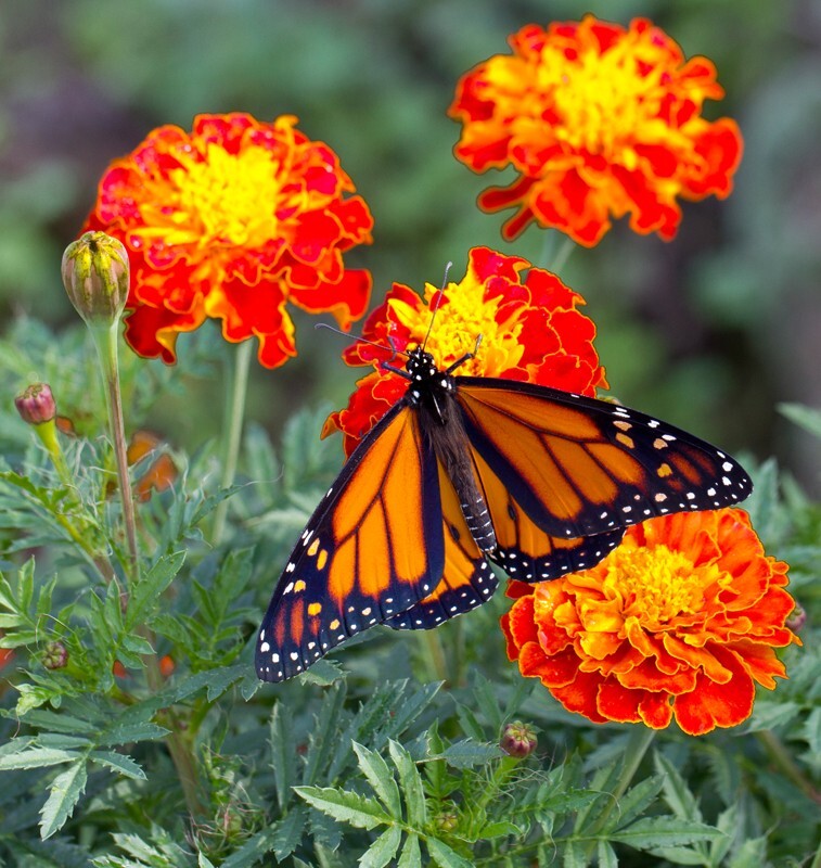 AnimalsCreatures _0052 - Animals, Creatures