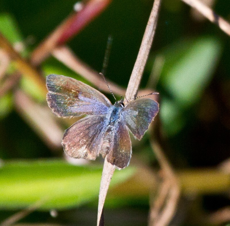 AnimalsCreatures _0043 - Animals, Creatures