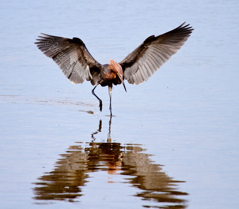Reddish Egrit Southwest Florida Wild Birds by Brian Kitzman