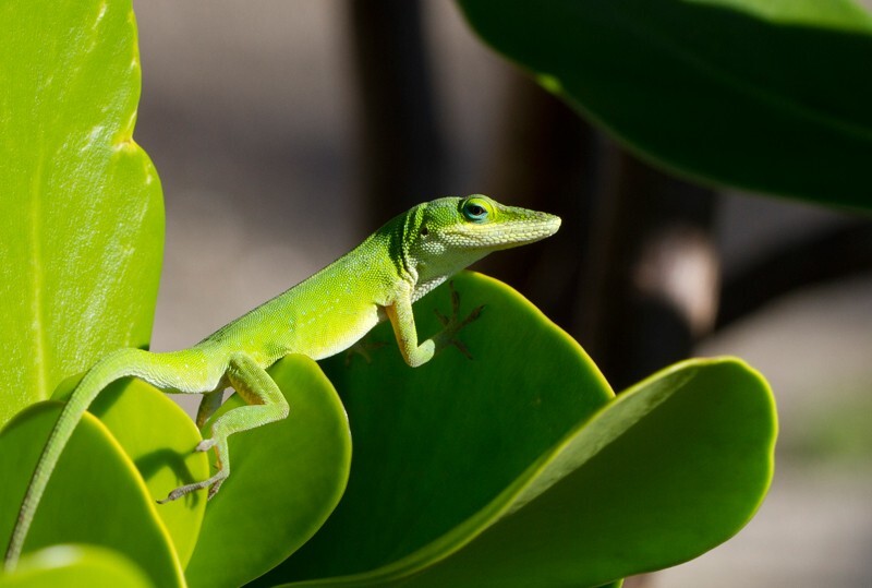 AnimalsCreatures _0070 - Animals, Creatures