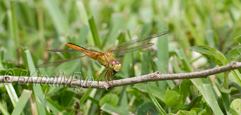 DF AnimalsCreatures  098 - Dragonflies