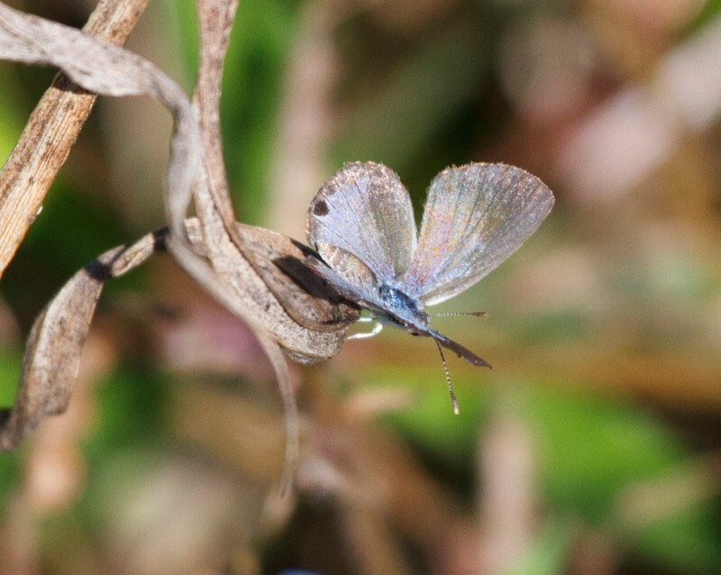 AnimalsCreatures _0040 - Animals, Creatures