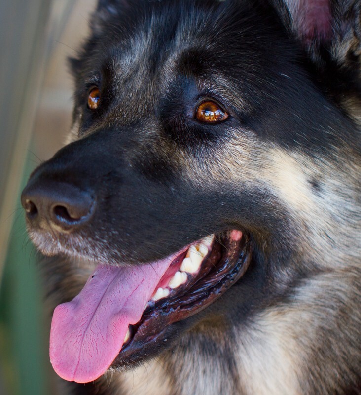 AnimalsCreatures _0079 - Animals, Creatures