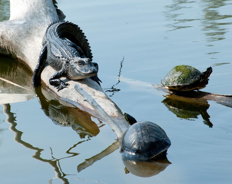 Aligators _0016 - Alligators