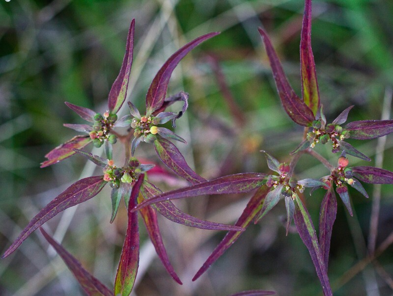 Floral_0068 - Floral - Plants