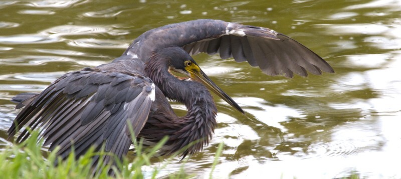 Tricolored Heron _0004 - Tri-Colored Heron