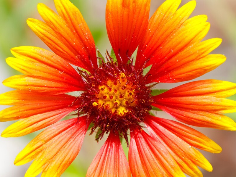 Floral_0010 - Floral - Plants