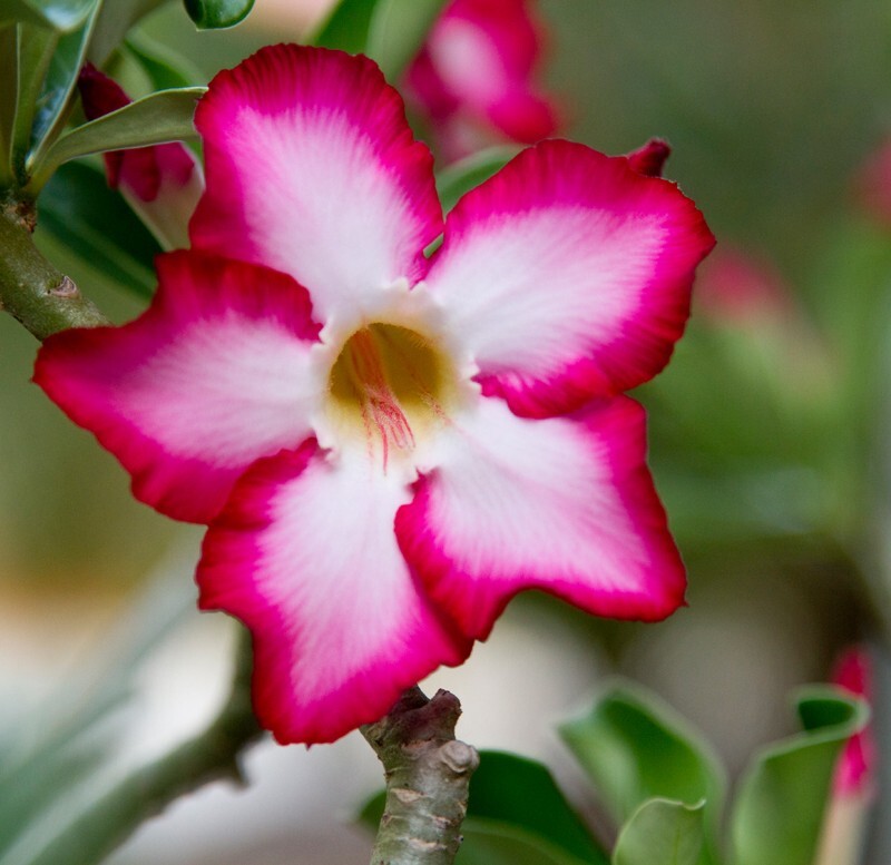 Floral_0125 - Floral - Plants