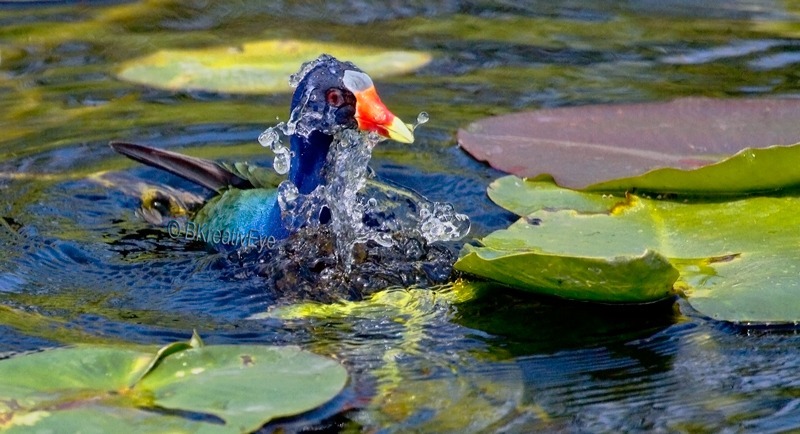 Purple Gallinule Everglades Florida Wild Birds by Brian Kitzman