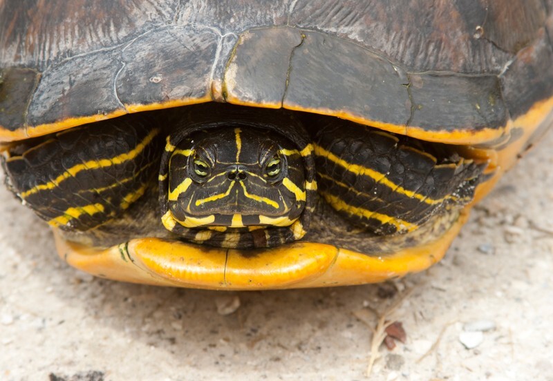 AnimalsCreatures _0105 - Animals, Creatures