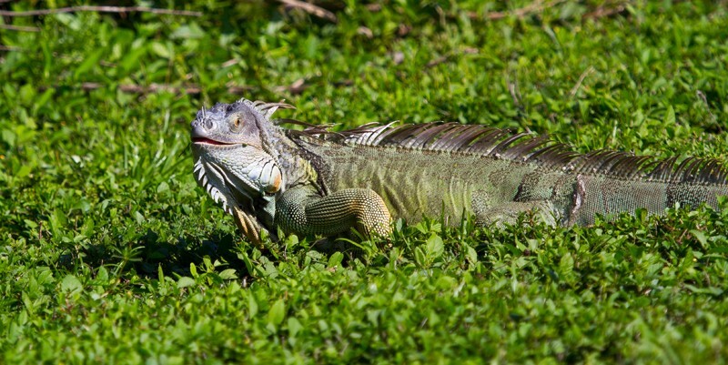 AnimalsCreatures _0068 - Animals, Creatures