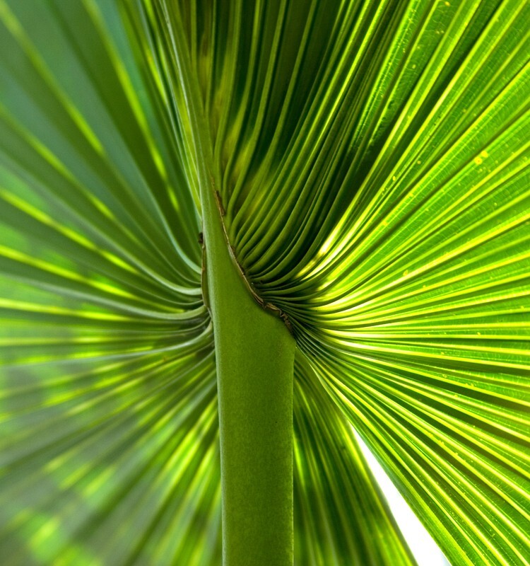 Trees  _0051 - Trees