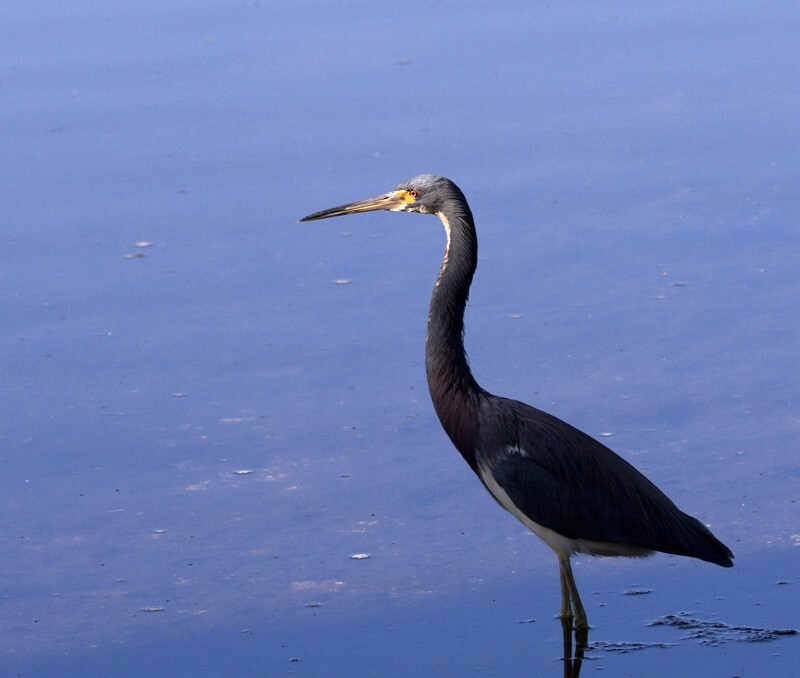 Tricolored Heron _0031 - Tri-Colored Heron