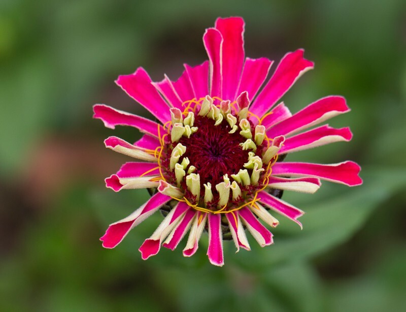 Floral_0093 - Floral - Plants