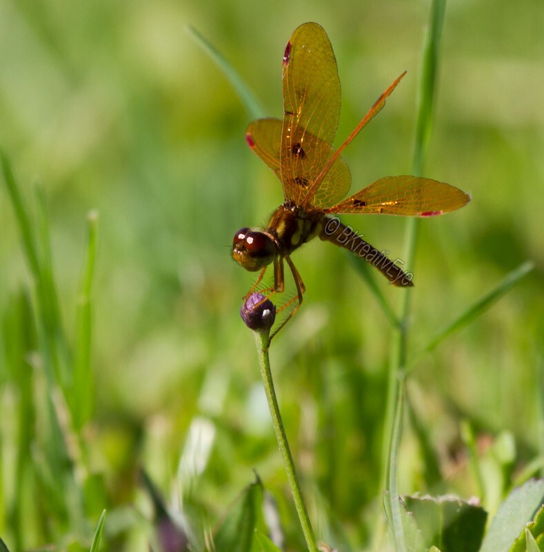 DF AnimalsCreatures 147 - Dragonflies
