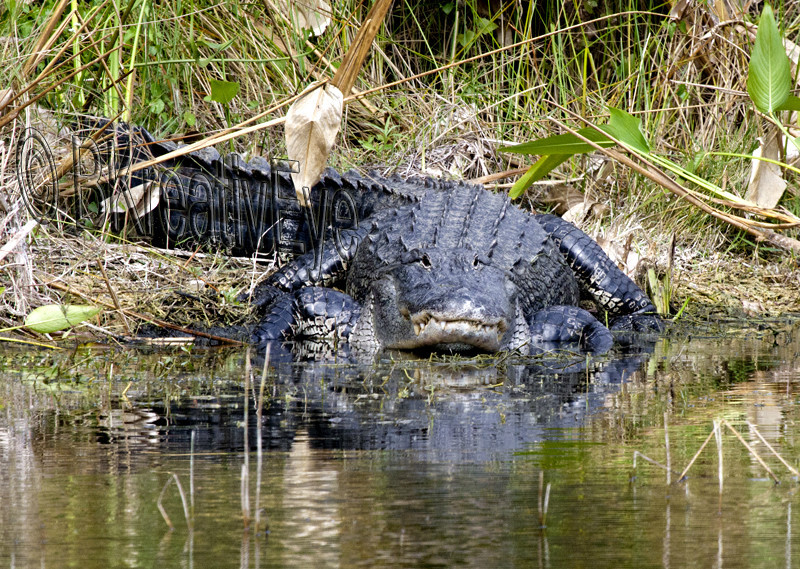 AnimalsCreatures 071 - Alligators