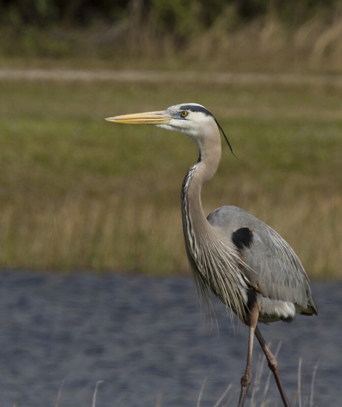 Great Blue Heron _0042 - Great Blue Heron
