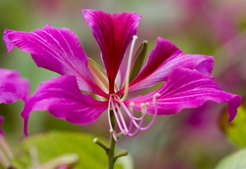 Floral_0043 - Floral - Plants