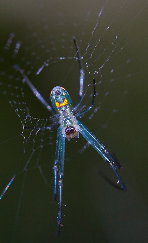 AnimalsCreatures _0100 - Animals, Creatures