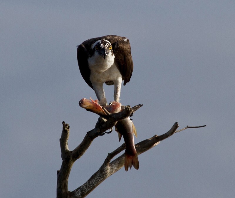 Birds 359 - Birds
