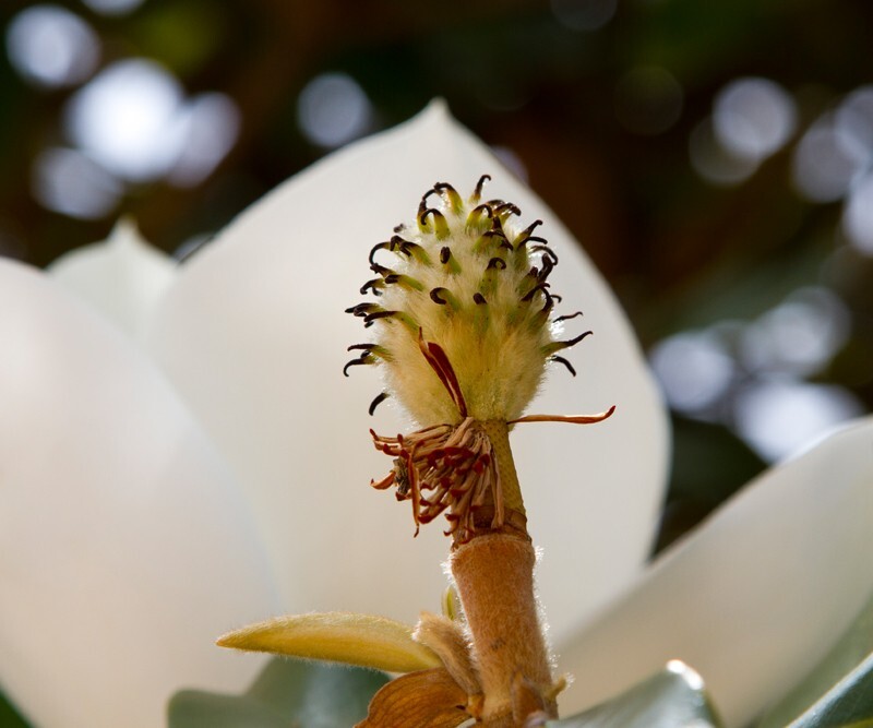 Floral_0012 - Floral - Plants