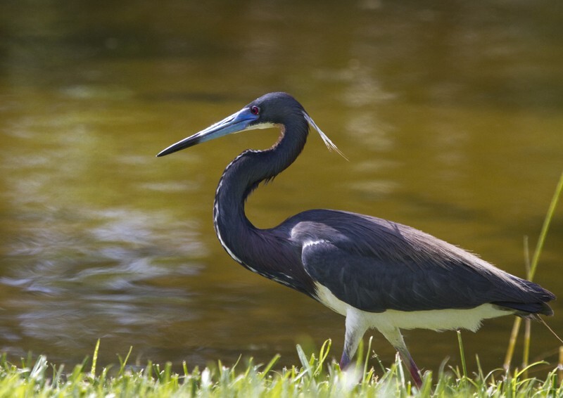 Tricolored Heron _0005 - Tri-Colored Heron