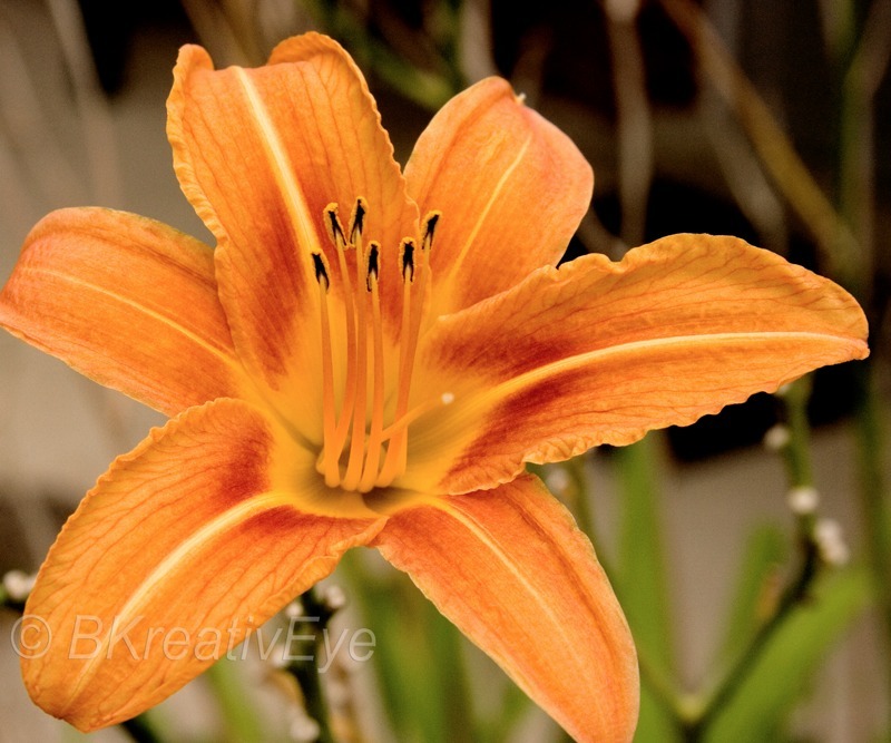 Flowers and Plants by Brian Kitzman