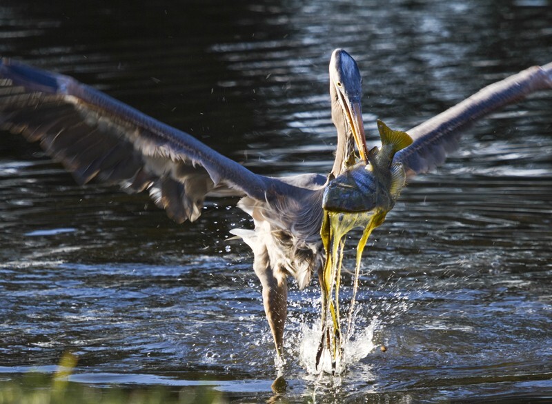 Great Blue Heron _0019 - Great Blue Heron