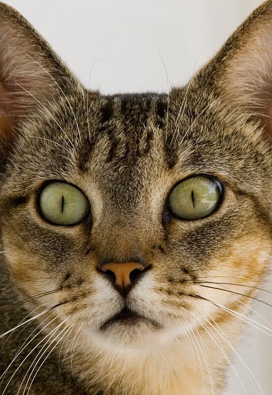 AnimalsCreatures _0083 - Animals, Creatures