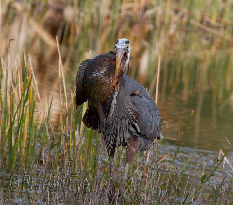 Birds 356 - Great Blue Heron