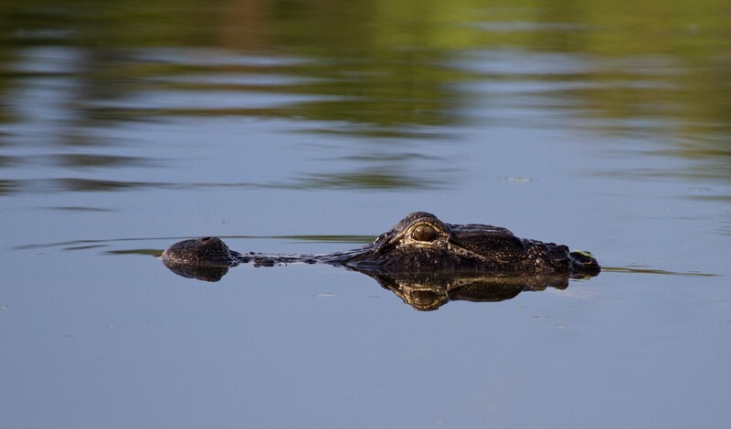 Aligators _0036 - Alligators