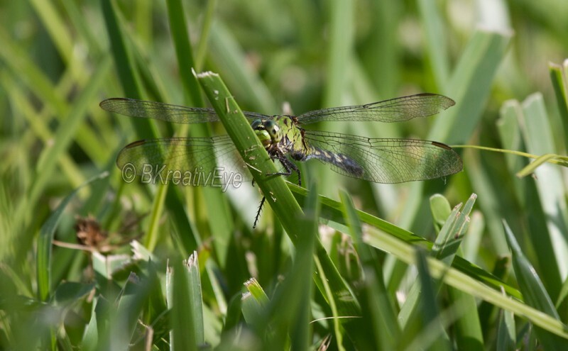 DF AnimalsCreatures 150 - Dragonflies