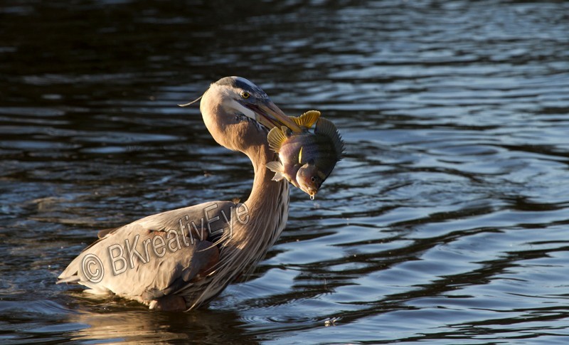 BH Birds 195 - Great Blue Heron