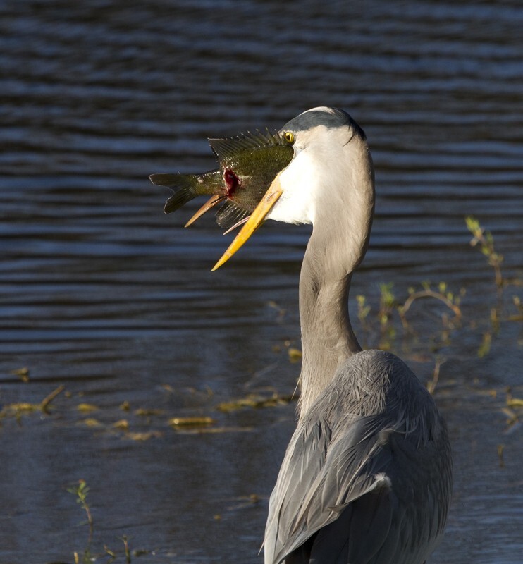 Great Blue Heron _0047 - Great Blue Heron