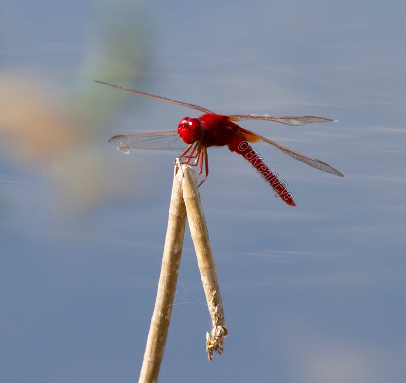 DF AnimalsCreatures 144 - Dragonflies